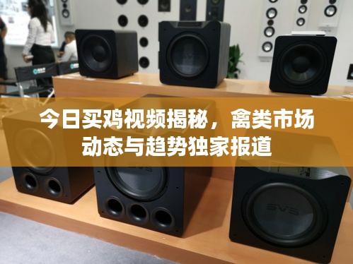 今日买鸡视频揭秘，禽类市场动态与趋势独家报道