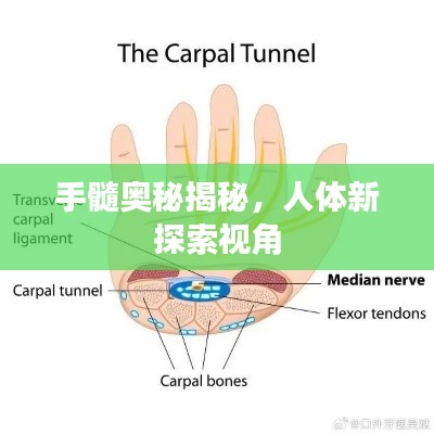 手髓奥秘揭秘，人体新探索视角