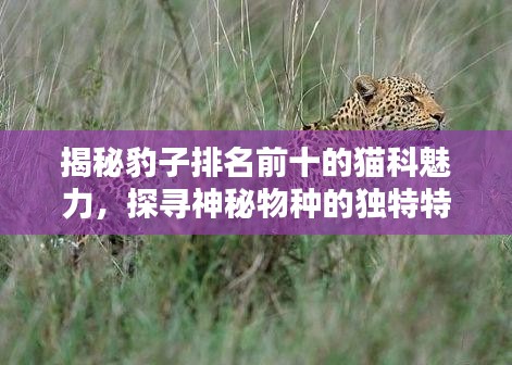 揭秘豹子排名前十的猫科魅力，探寻神秘物种的独特特点