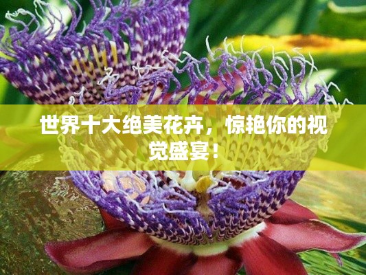 世界十大绝美花卉，惊艳你的视觉盛宴！