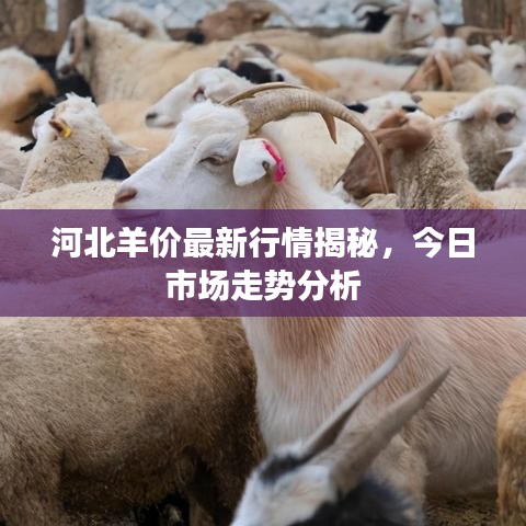 河北羊价最新行情揭秘，今日市场走势分析