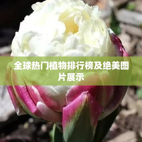 全球热门植物排行榜及绝美图片展示