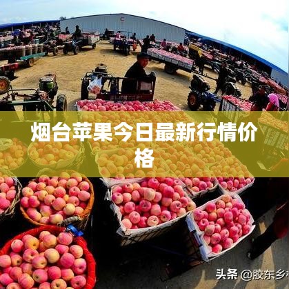 烟台苹果今日最新行情价格
