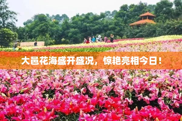 大邑花海盛开盛况，惊艳亮相今日！