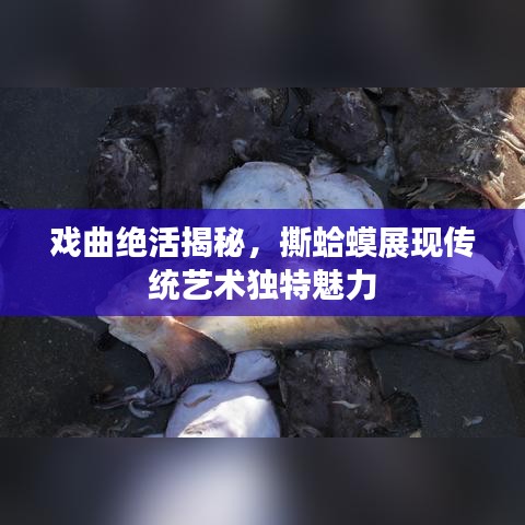 戏曲绝活揭秘，撕蛤蟆展现传统艺术独特魅力