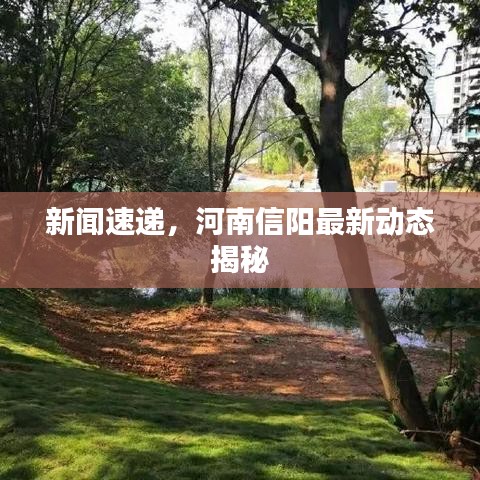 新闻速递，河南信阳最新动态揭秘
