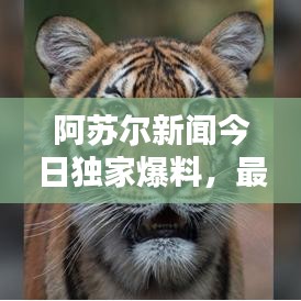 阿苏尔新闻今日独家爆料，最新消息抢先看！