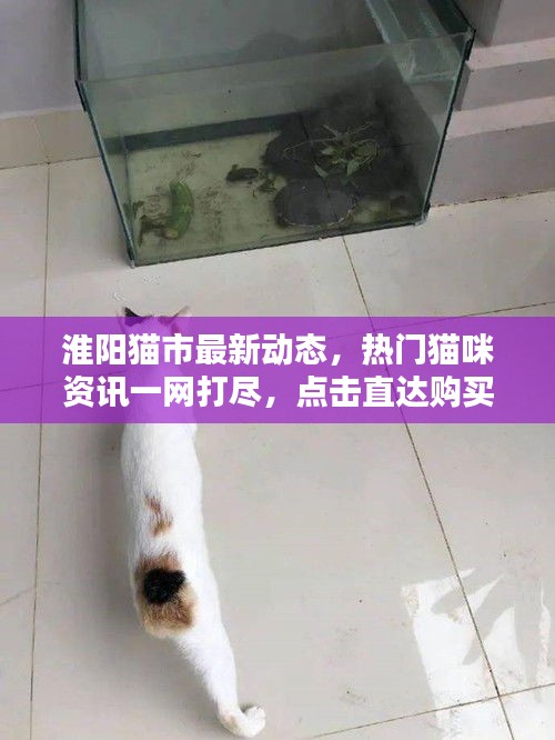 淮阳猫市最新动态，热门猫咪资讯一网打尽，点击直达购买网址