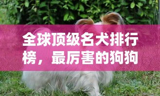 全球顶级名犬排行榜，最厉害的狗狗TOP榜单！