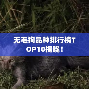 无毛狗品种排行榜TOP10揭晓！