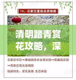 清明踏青赏花攻略，深度体验传统文化之旅