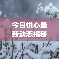 今日悦心最新动态揭秘，官网权威发布消息