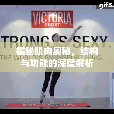 揭秘肌肉奥秘，结构与功能的深度解析