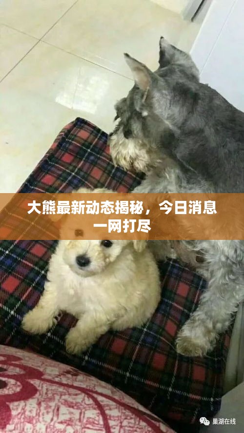 大熊最新动态揭秘，今日消息一网打尽