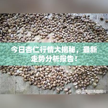今日杏仁行情大揭秘，最新走势分析报告！