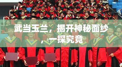 武当玉兰，揭开神秘面纱，一探究竟
