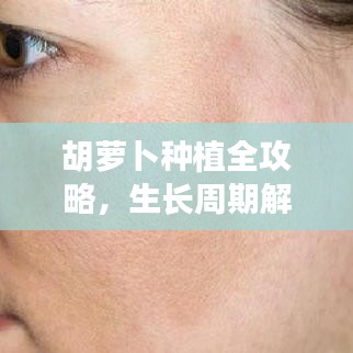 胡萝卜种植全攻略，生长周期解析与最佳种植季节建议！
