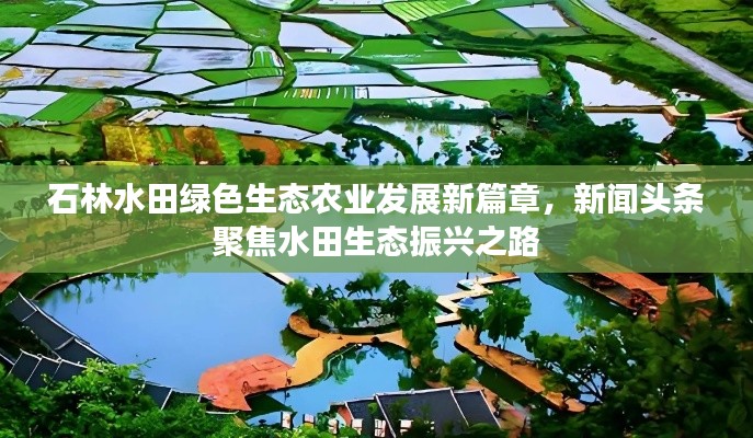 石林水田绿色生态农业发展新篇章，新闻头条聚焦水田生态振兴之路