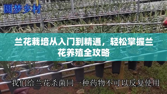 兰花栽培从入门到精通，轻松掌握兰花养殖全攻略