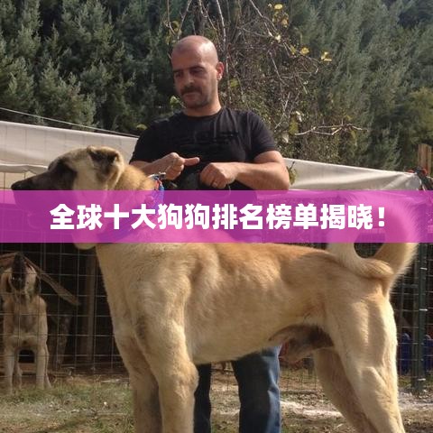 全球十大狗狗排名榜单揭晓！