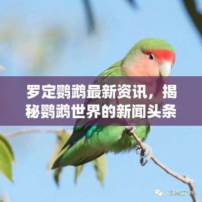罗定鹦鹉最新资讯，揭秘鹦鹉世界的新闻头条