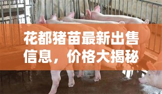 花都猪苗最新出售信息，价格大揭秘！