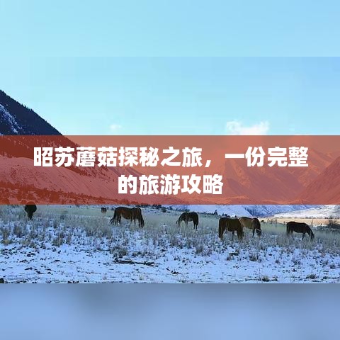 昭苏蘑菇探秘之旅，一份完整的旅游攻略
