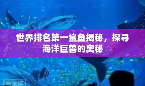世界排名第一鲨鱼揭秘，探寻海洋巨兽的奥秘
