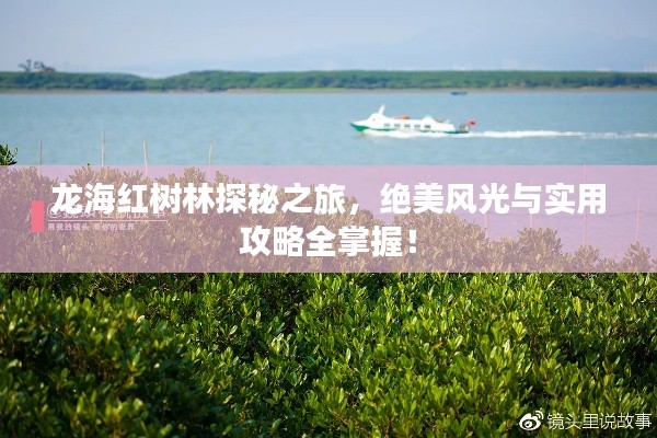 龙海红树林探秘之旅，绝美风光与实用攻略全掌握！