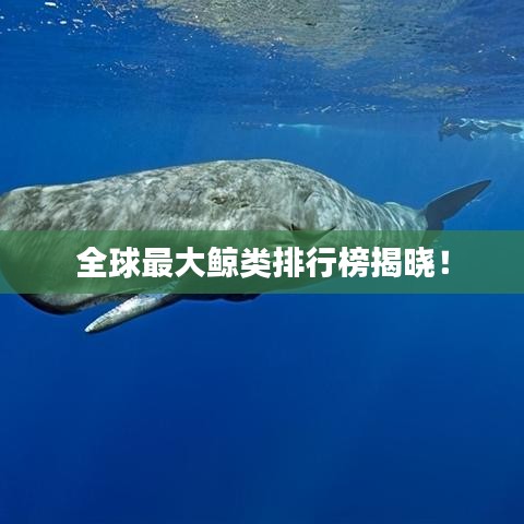 全球最大鲸类排行榜揭晓！