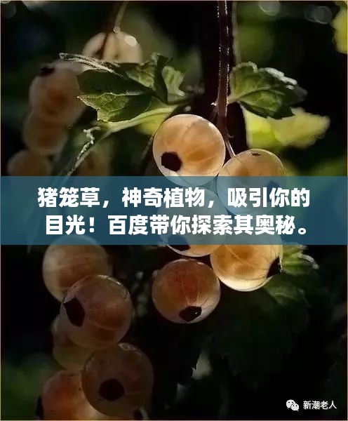 猪笼草，神奇植物，吸引你的目光！百度带你探索其奥秘。