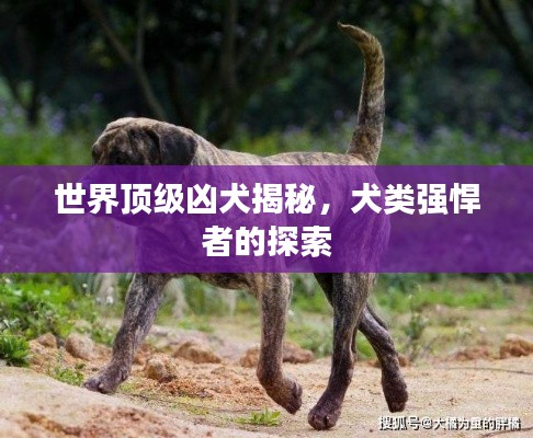 世界顶级凶犬揭秘，犬类强悍者的探索