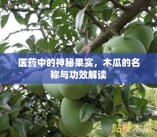 医药中的神秘果实，木瓜的名称与功效解读