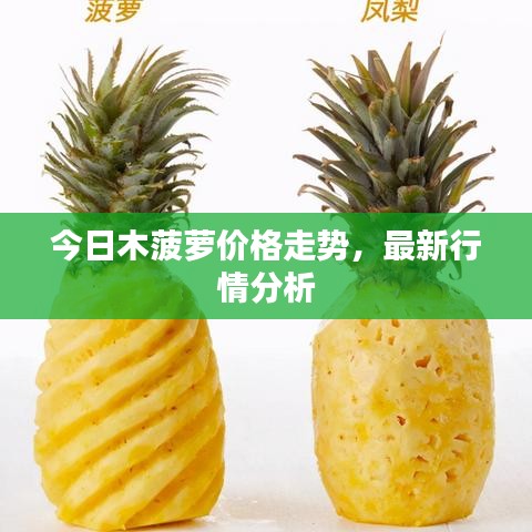 今日木菠萝价格走势，最新行情分析