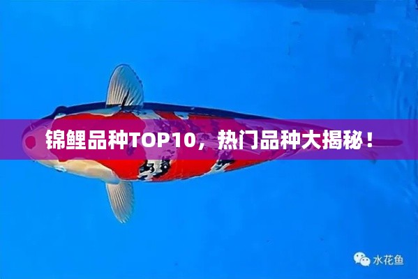 锦鲤品种TOP10，热门品种大揭秘！