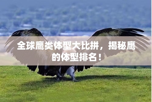 全球鹰类体型大比拼，揭秘鹰的体型排名！