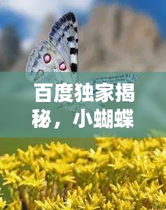 百度独家揭秘，小蝴蝶背后的奇妙世界探索