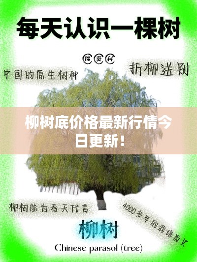 柳树底价格最新行情今日更新！