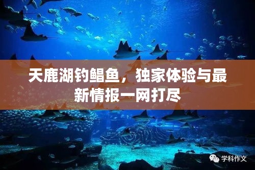 天鹿湖钓鲳鱼，独家体验与最新情报一网打尽