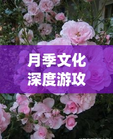 月季文化深度游攻略，带你领略别样风情！