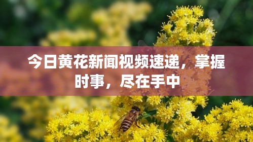 今日黄花新闻视频速递，掌握时事，尽在手中
