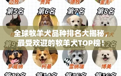 全球牧羊犬品种排名大揭秘，最受欢迎的牧羊犬TOP榜！