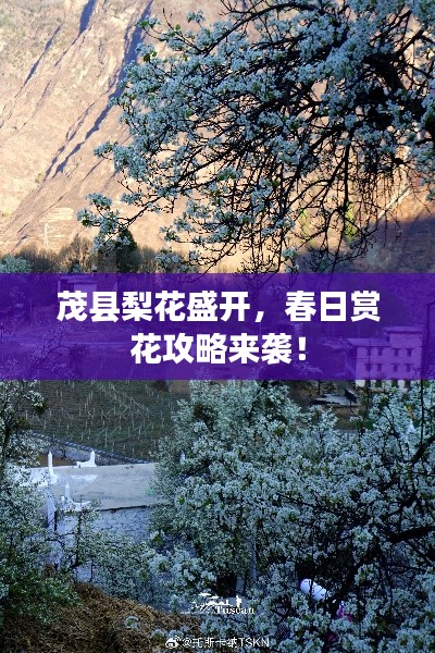 茂县梨花盛开，春日赏花攻略来袭！